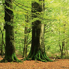 grünblättrige Bäume in einem Wald mit braunen Blättern auf dem Erdboden