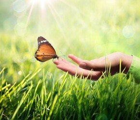 Schmetterling auf der Hand einer Person direkt über dem Gras, mit Sonnenschein von oben | © Romolo Tavani - Fotolia